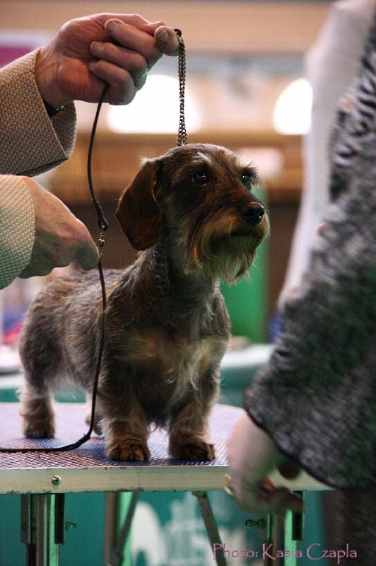 Crufts2011_2 1342.jpg